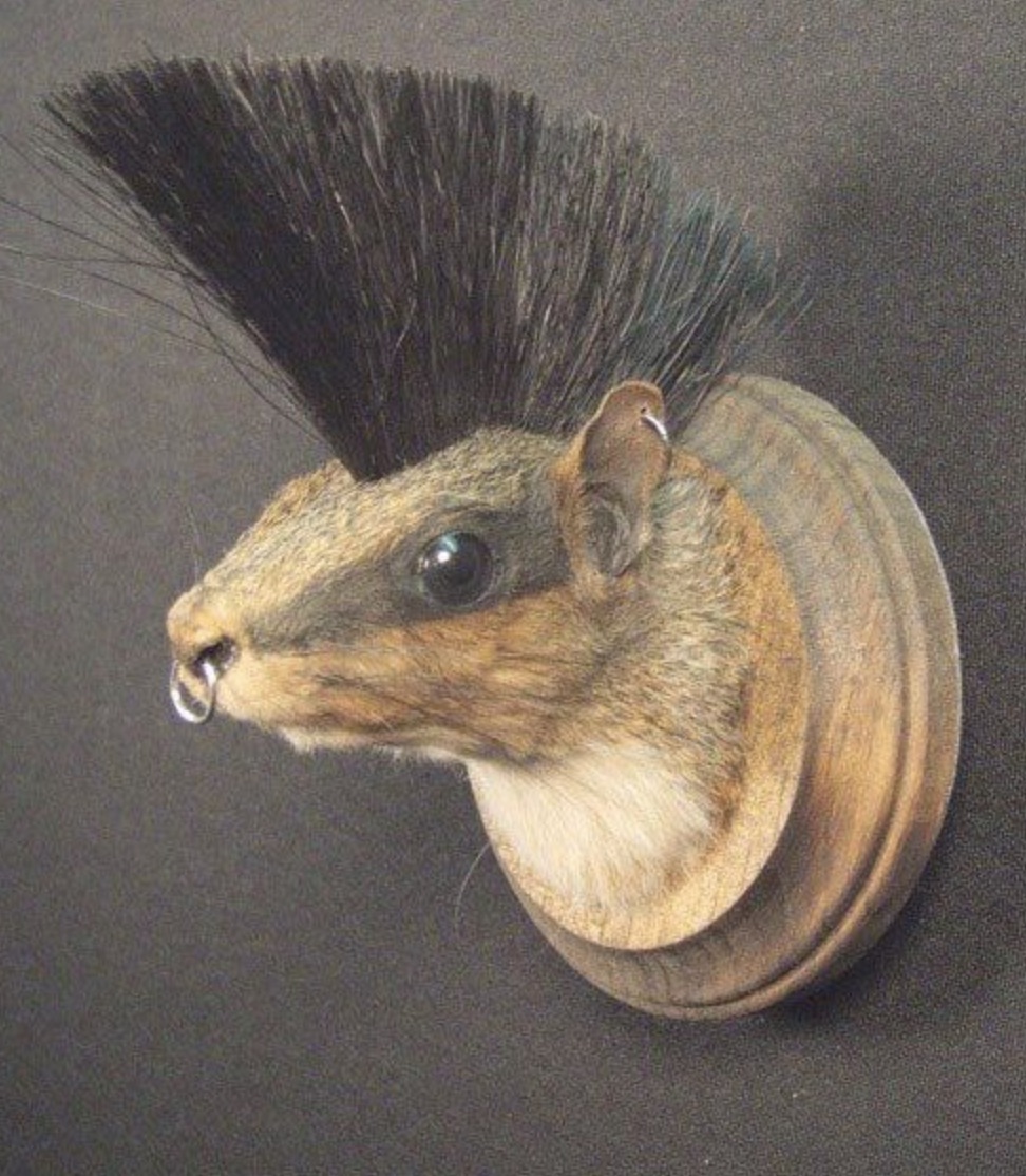 taxidermy squirrel for sale